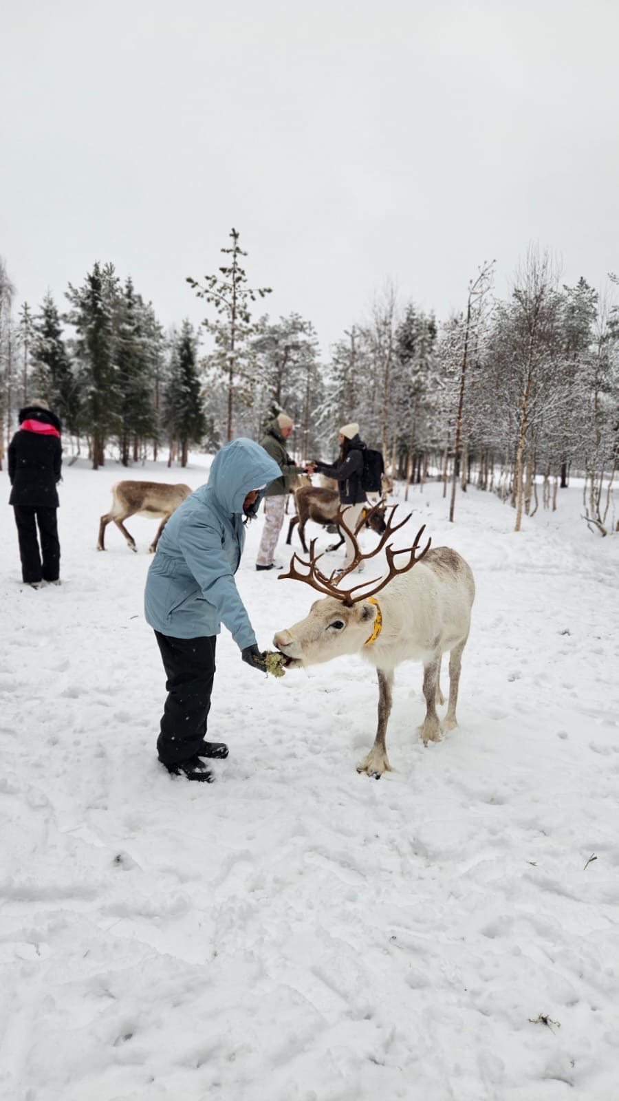 Trekking Trails Travels in Finland 2