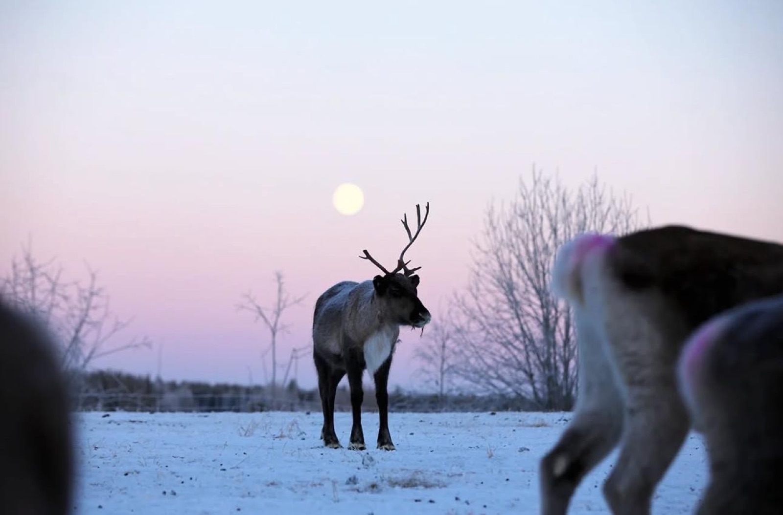 Reindeer sleigh & Sámi culture