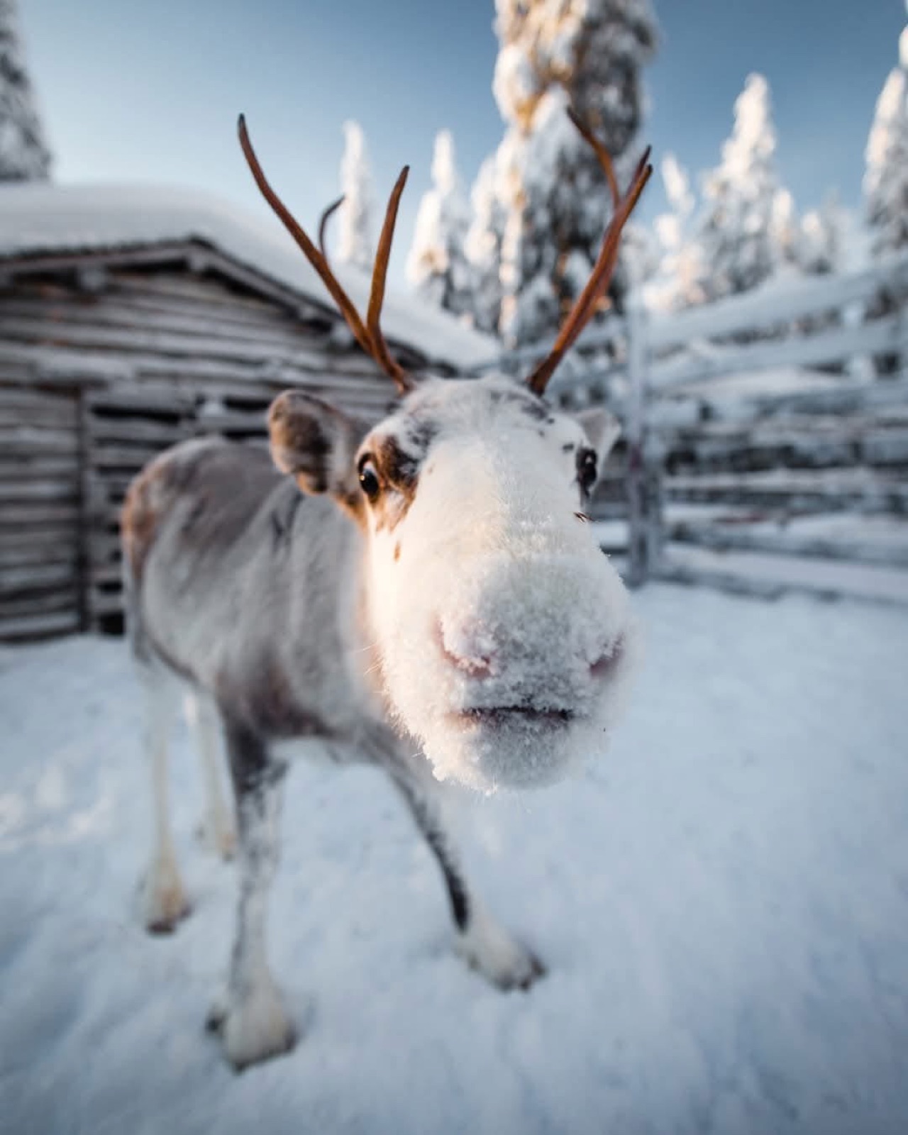 Northern Lights tour experience in Finnish Lapland — traveller photo 22