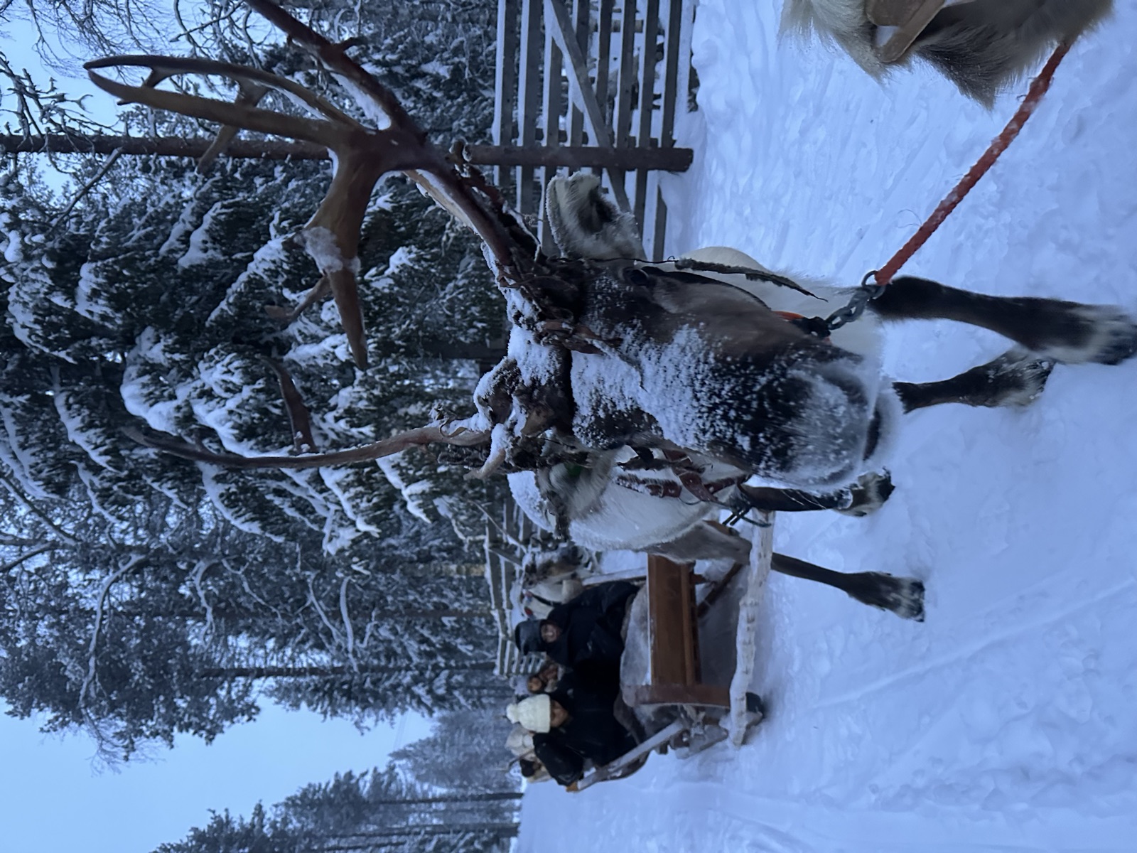 Northern Lights tour experience in Finnish Lapland — traveller photo 27