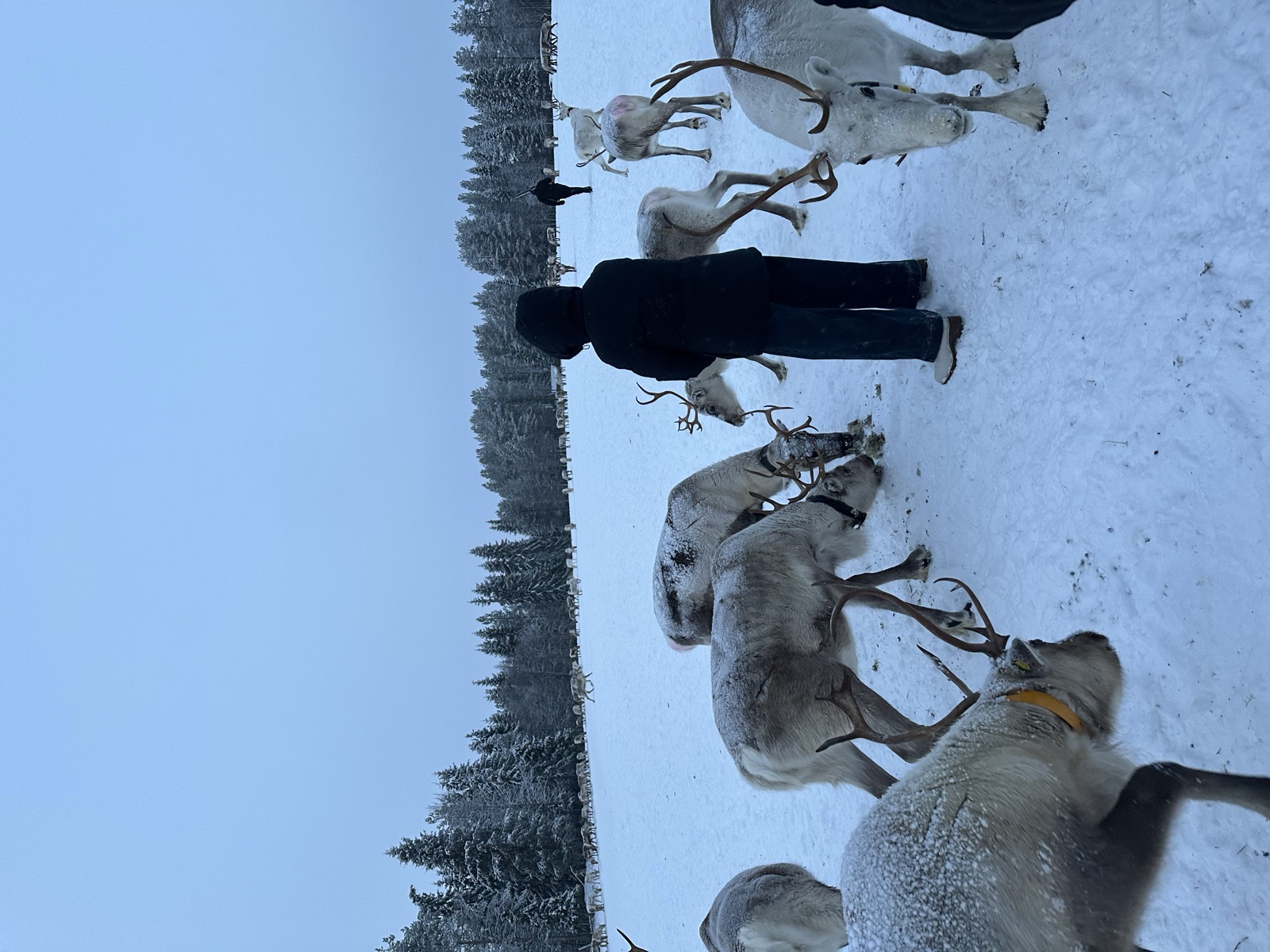Northern Lights tour experience in Finnish Lapland — traveller photo 34