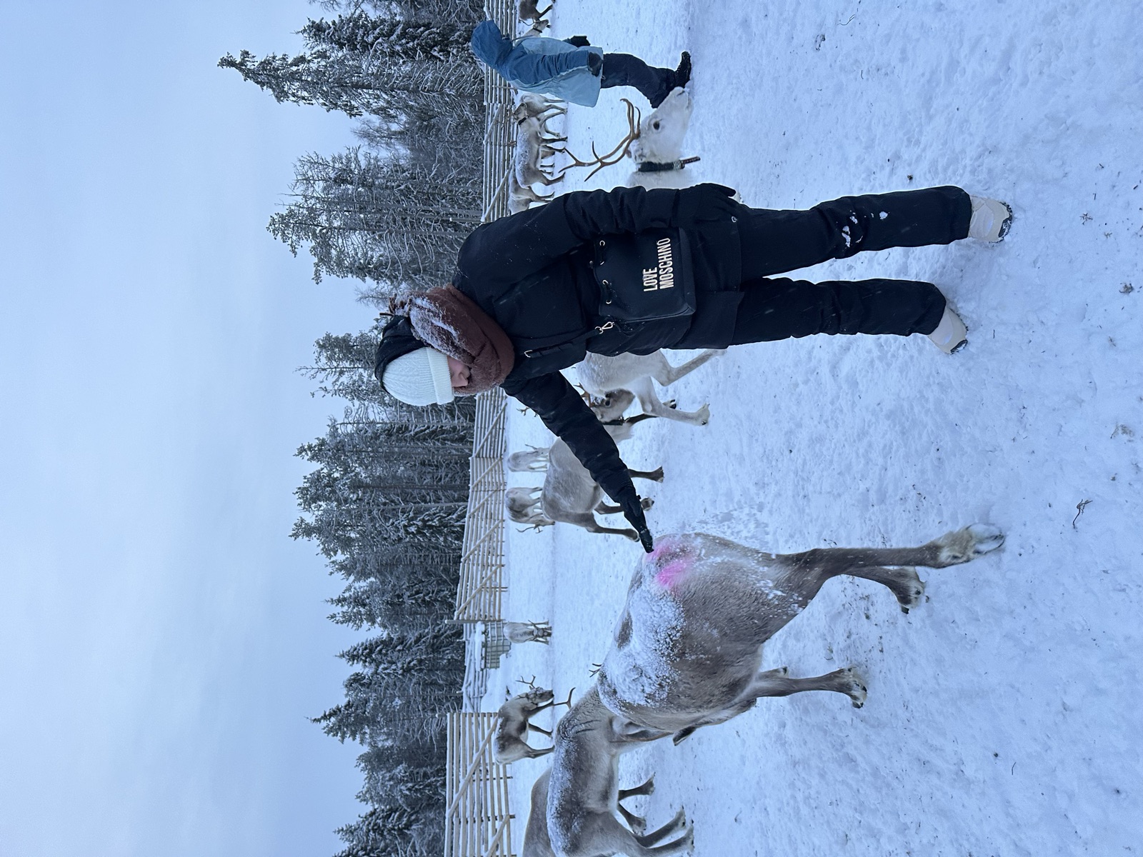 Northern Lights tour experience in Finnish Lapland — traveller photo 37