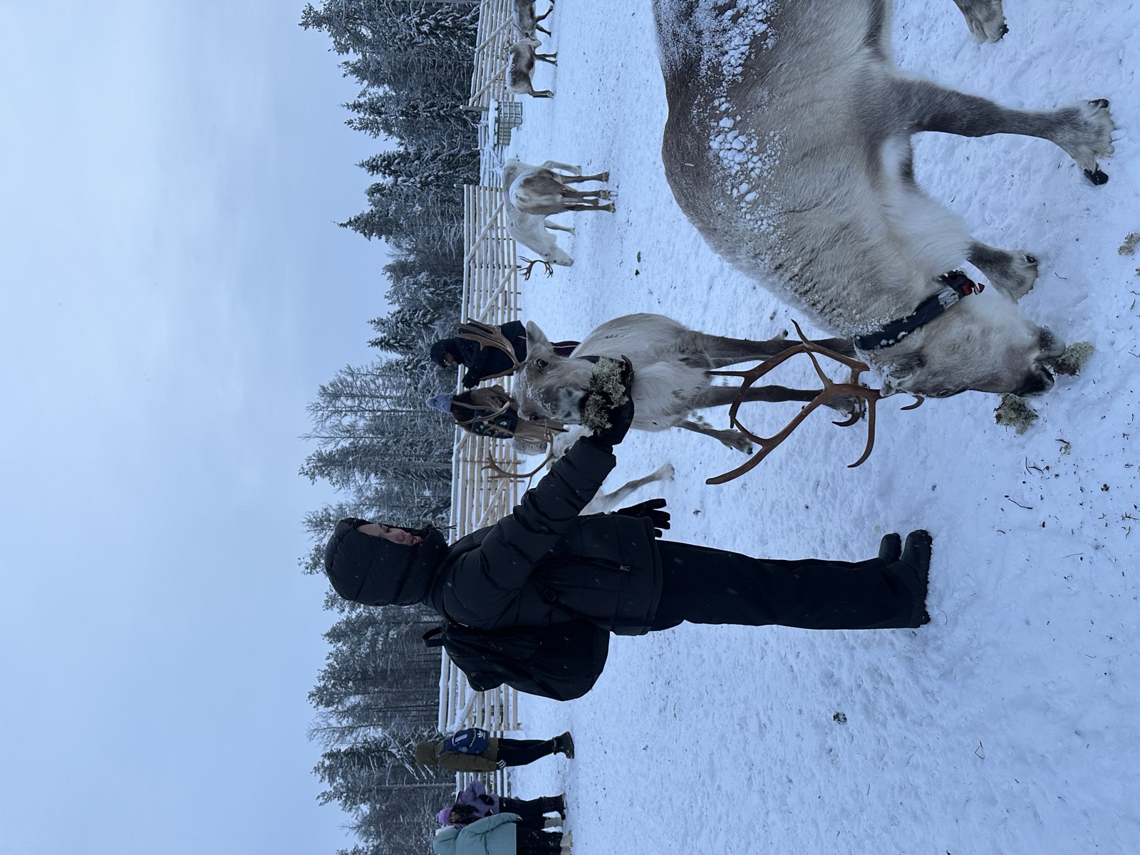 Northern Lights tour experience in Finnish Lapland — traveller photo 38