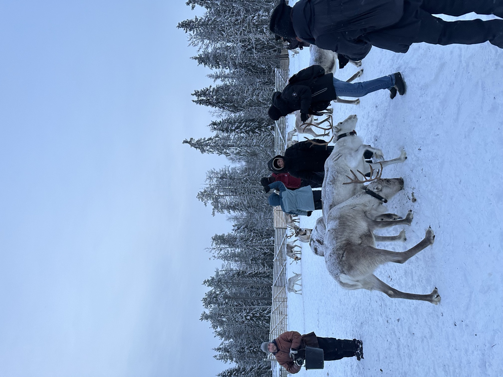 Northern Lights tour experience in Finnish Lapland — traveller photo 39