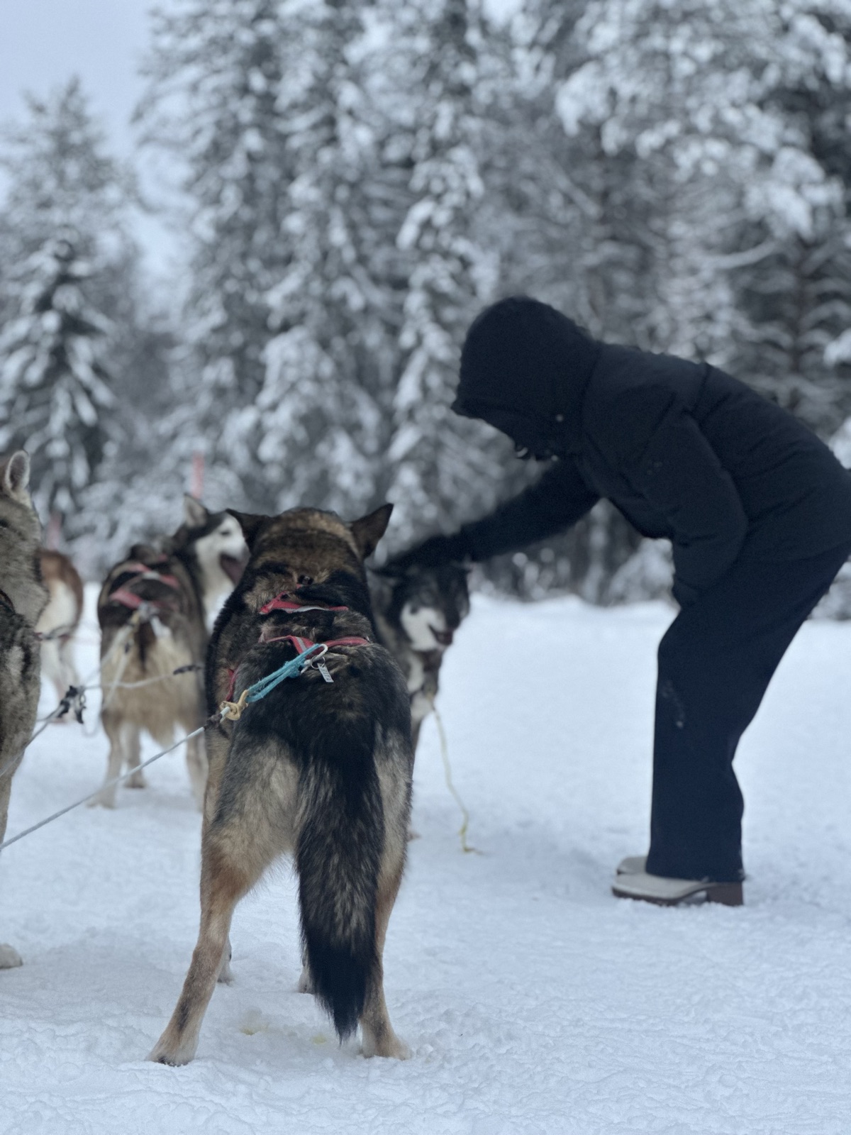 Northern Lights tour experience in Finnish Lapland — traveller photo 42