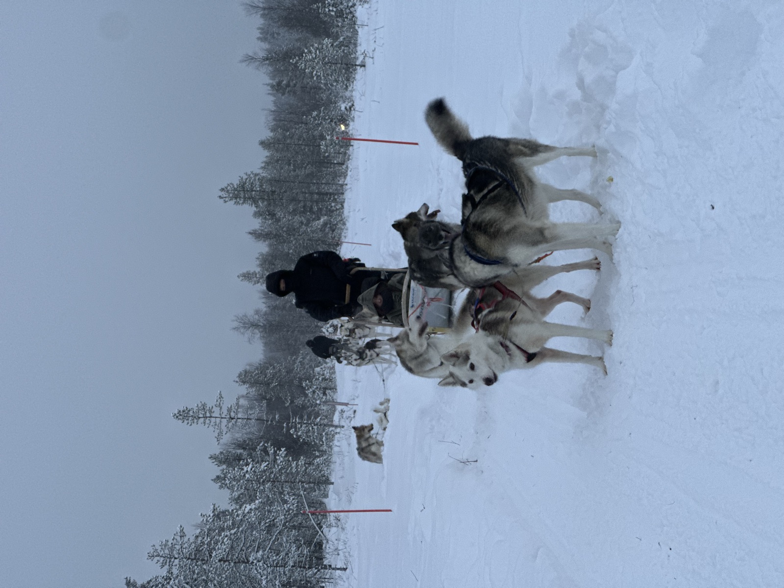 Northern Lights tour experience in Finnish Lapland — traveller photo 44
