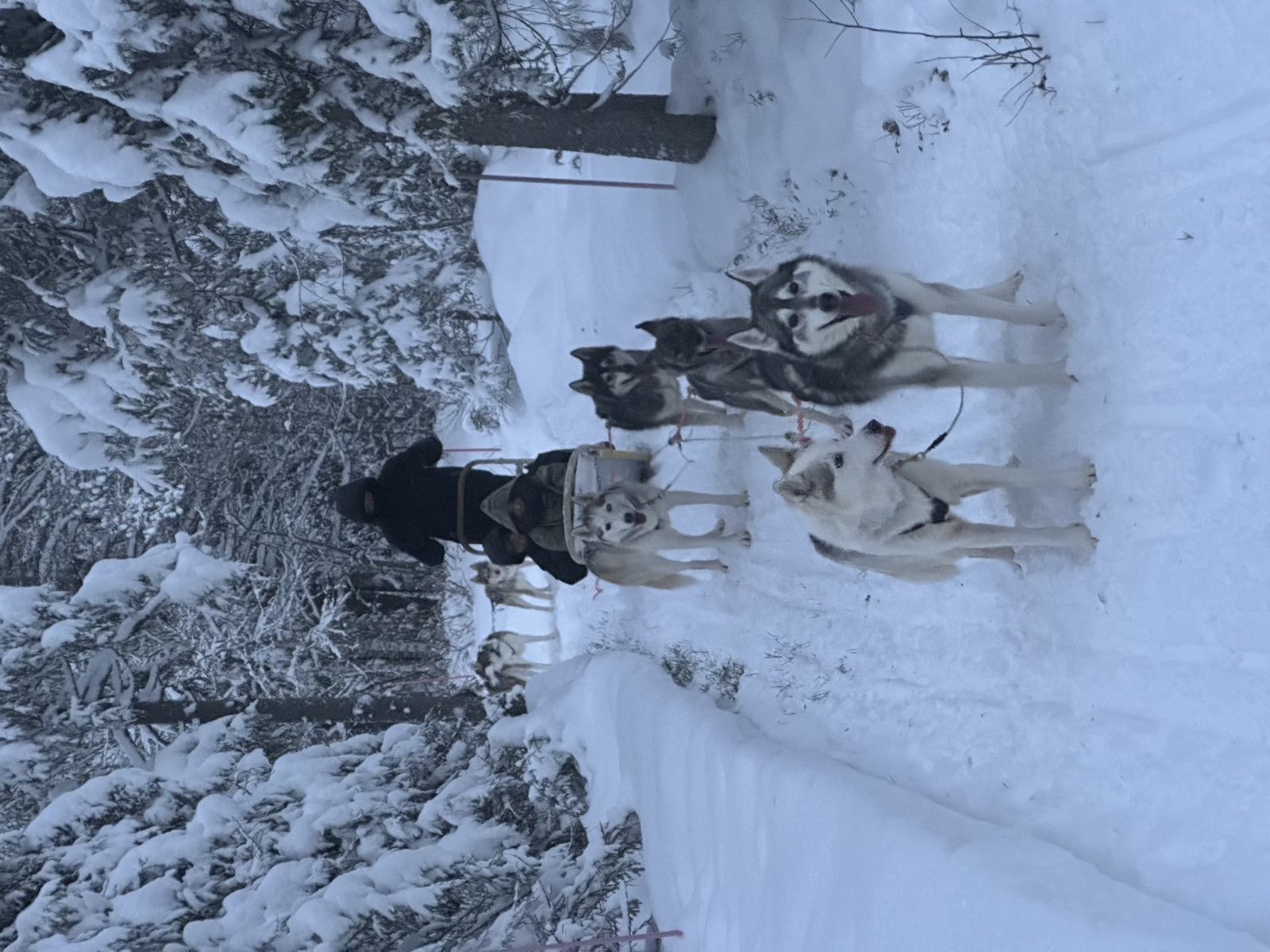 Northern Lights tour experience in Finnish Lapland — traveller photo 45
