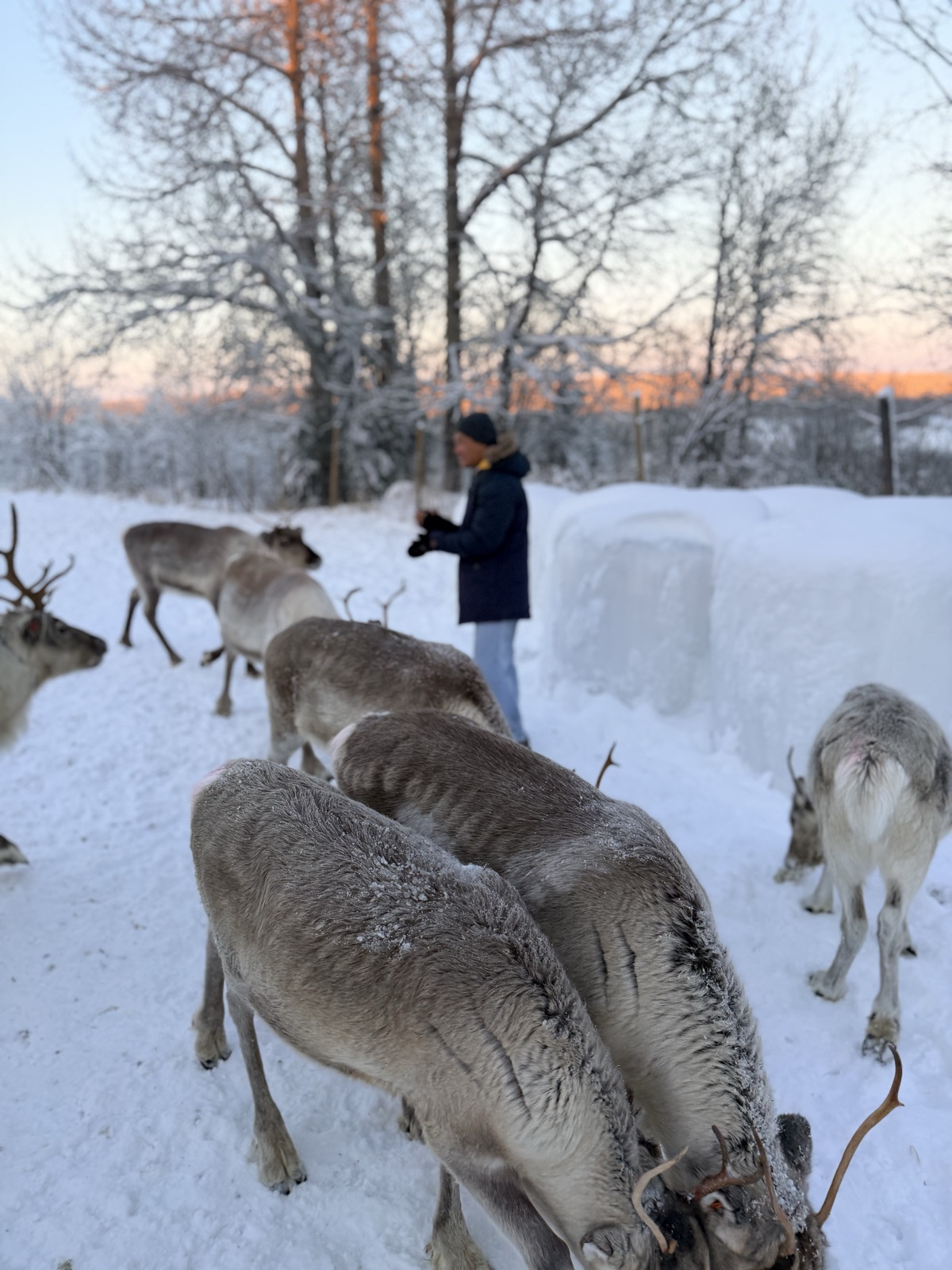 Northern Lights tour experience in Finnish Lapland — traveller photo 128