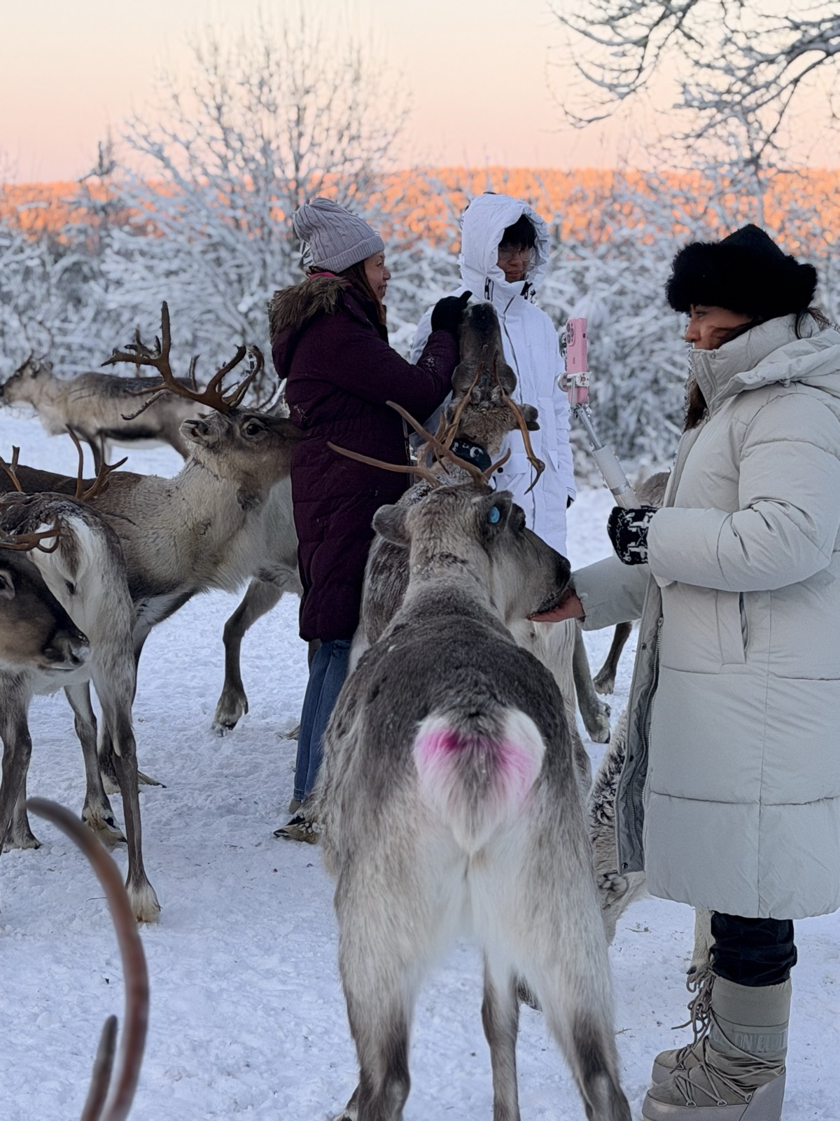 Northern Lights tour experience in Finnish Lapland — traveller photo 129