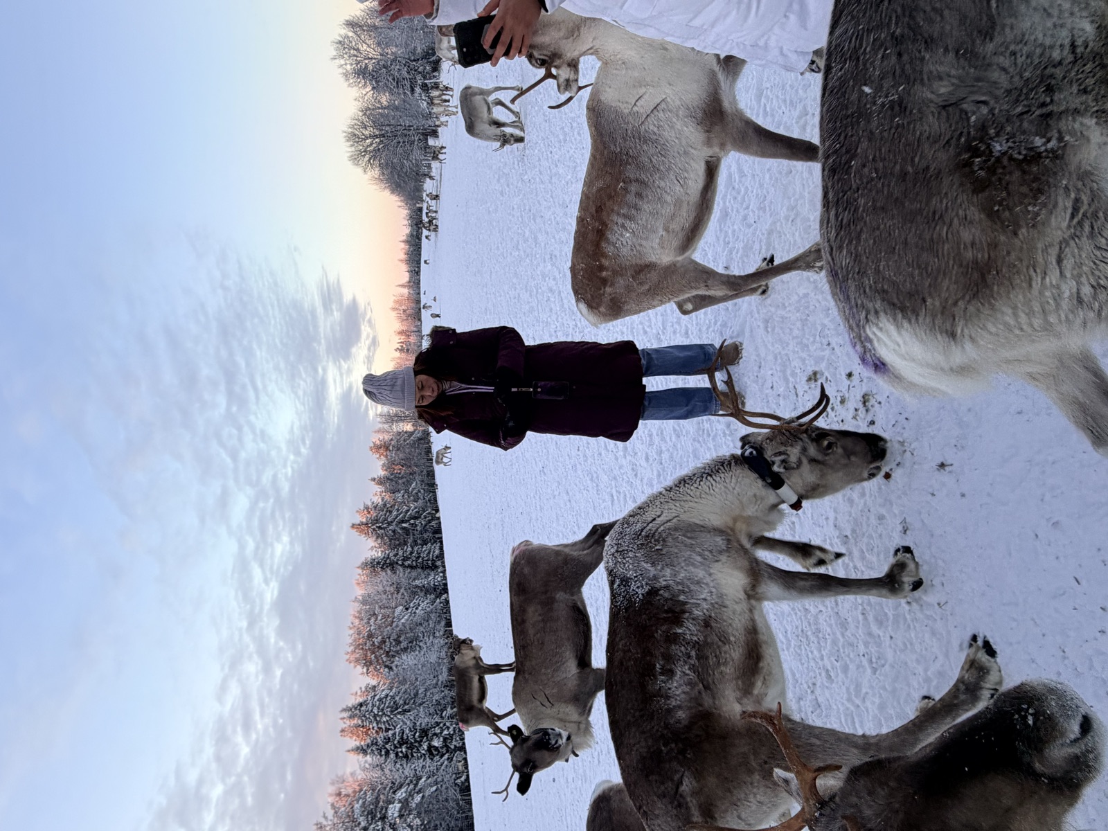 Northern Lights tour experience in Finnish Lapland — traveller photo 130