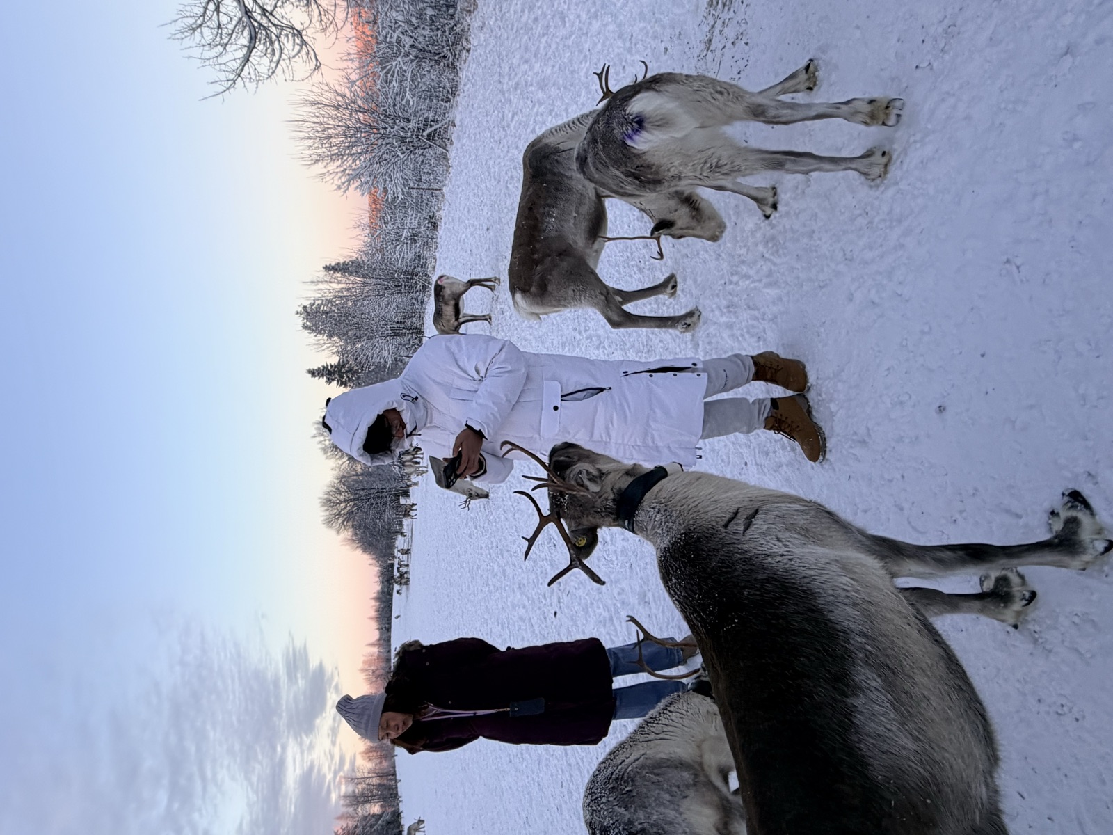Northern Lights tour experience in Finnish Lapland — traveller photo 131