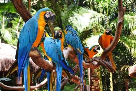 3 Countries Brazil Argentina Peru photo 5