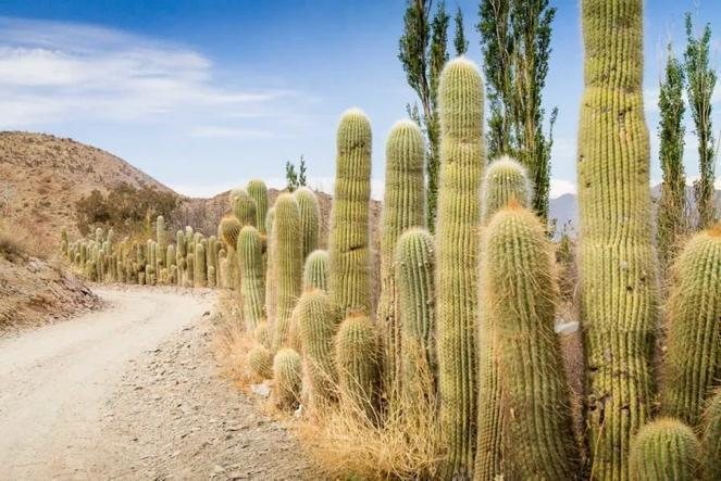 Amazing Salta photo 4